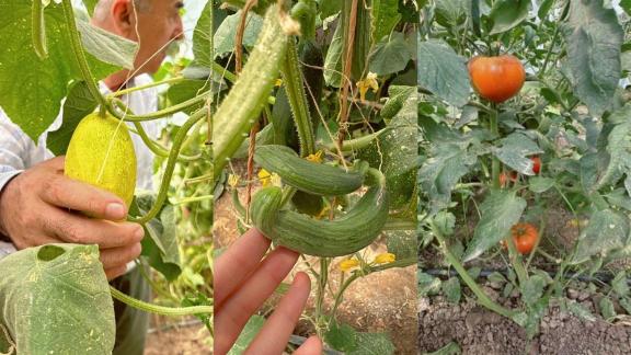 The greenhouse had several ripe tomatoes, cucumbers, and melons.